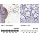 WFDC8 Antibody