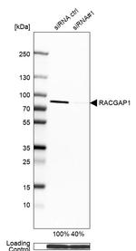 RACGAP1 Antibody