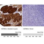 HSP20 Antibody