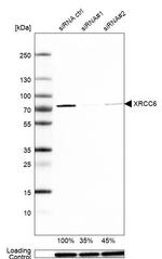 Ku70 Antibody