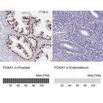 FOXA1 Antibody