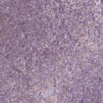 CaMKII alpha Antibody in Immunohistochemistry (Paraffin) (IHC (P))