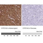 CYP21A2 Antibody