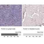 FUCA1 Antibody