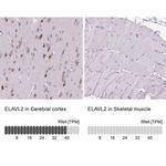 ELAVL2 Antibody