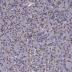 FTO Antibody in Immunohistochemistry (Paraffin) (IHC (P))