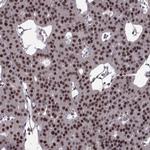 FTO Antibody in Immunohistochemistry (Paraffin) (IHC (P))