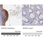 WFDC8 Antibody