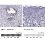 Nkx3.1 Antibody