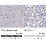 TBR1 Antibody