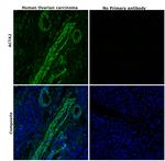 Alpha-Smooth Muscle Actin Antibody in Immunohistochemistry (Paraffin) (IHC (P))