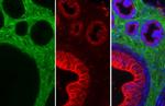 Alpha-Smooth Muscle Actin Antibody in Immunohistochemistry (Paraffin) (IHC (P))