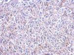 HRH3 Antibody in Immunohistochemistry (Paraffin) (IHC (P))