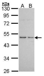 HRH3 Antibody in Western Blot (WB)