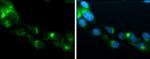 APOE Antibody in Immunocytochemistry (ICC/IF)