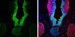 SOX2 Antibody in Immunohistochemistry (Frozen) (IHC (F))