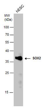 SOX2 Antibody in Western Blot (WB)