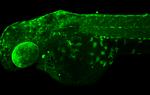 Tyrosine Hydroxylase Antibody in Immunohistochemistry (IHC)