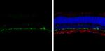 Tyrosine Hydroxylase Antibody in Immunohistochemistry (Frozen) (IHC (F))