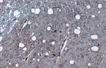 Tyrosine Hydroxylase Antibody in Immunohistochemistry (Paraffin) (IHC (P))