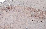 Tyrosine Hydroxylase Antibody in Immunohistochemistry (Paraffin) (IHC (P))