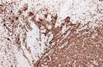 Tyrosine Hydroxylase Antibody in Immunohistochemistry (Paraffin) (IHC (P))