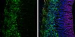 Tyrosine Hydroxylase Antibody in Immunohistochemistry (Frozen) (IHC (F))