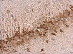 Tyrosine Hydroxylase Antibody in Immunohistochemistry (Paraffin) (IHC (P))