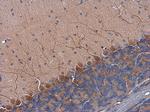 Tyrosine Hydroxylase Antibody in Immunohistochemistry (Paraffin) (IHC (P))