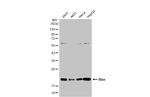 Bax Antibody in Western Blot (WB)