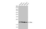 Bax Antibody in Western Blot (WB)