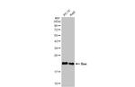 Bax Antibody in Western Blot (WB)