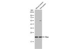 Bax Antibody in Western Blot (WB)