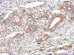 alpha Tubulin Antibody in Immunohistochemistry (Paraffin) (IHC (P))