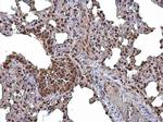 CASK Antibody in Immunohistochemistry (Paraffin) (IHC (P))