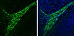 alpha Synuclein Antibody in Immunohistochemistry (Frozen) (IHC (F))