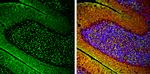 alpha Synuclein Antibody in Immunohistochemistry (Frozen) (IHC (F))