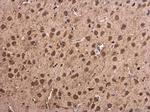 alpha Synuclein Antibody in Immunohistochemistry (Paraffin) (IHC (P))