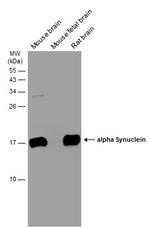 alpha Synuclein Antibody in Western Blot (WB)