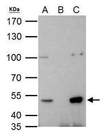HDAC3 Antibody in Immunoprecipitation (IP)