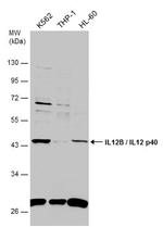 IL-12/IL-23 p40 Antibody in Western Blot (WB)
