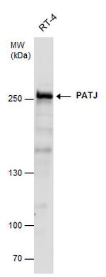 PATJ Antibody in Western Blot (WB)