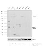 Galectin 9 Antibody in Western Blot (WB)