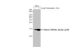 H3K18ac Antibody in Western Blot (WB)
