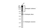 Rhodopsin Antibody in Western Blot (WB)