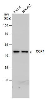 CCR7 Antibody in Western Blot (WB)