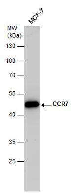 CCR7 Antibody in Western Blot (WB)