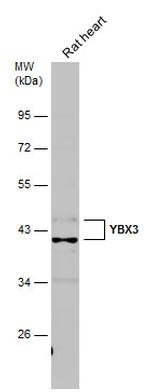 ZONAB Antibody in Western Blot (WB)