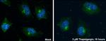 GM130 Antibody in Immunocytochemistry (ICC/IF)