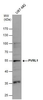 Nectin 1 Antibody in Western Blot (WB)